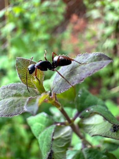 Camponotus modoc photo 20