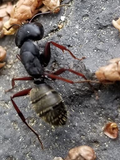 Camponotus modoc photo 23