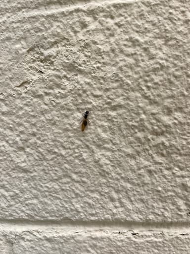 Camponotus modoc photo 26