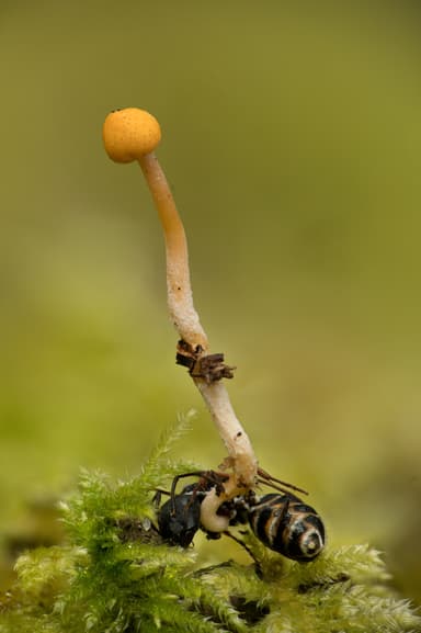 Camponotus modoc photo 39