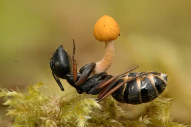 Camponotus modoc photo 40