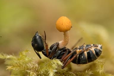 Camponotus modoc photo 41