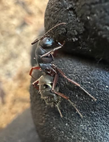 Camponotus modoc photo 46