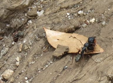 Camponotus modoc photo 47