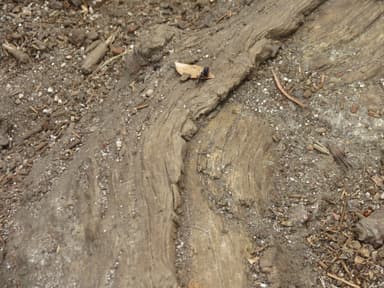Camponotus modoc photo 48