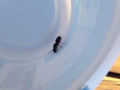 Camponotus modoc photo 51