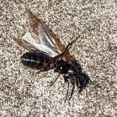 Camponotus modoc photo 53