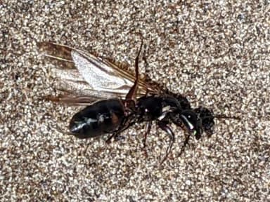 Camponotus modoc photo 55