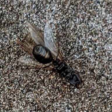 Camponotus modoc photo 57