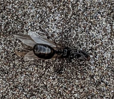 Camponotus modoc photo 58
