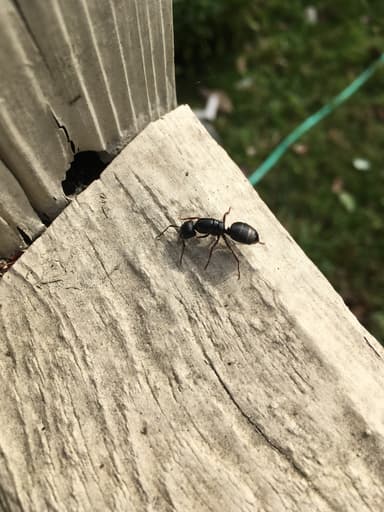 Camponotus modoc photo 60