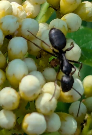 Camponotus modoc photo 62