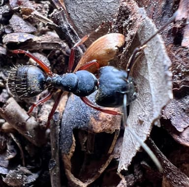 Camponotus modoc photo 66