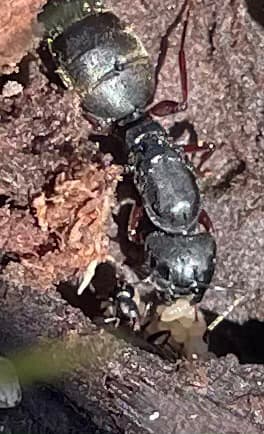Camponotus modoc photo 71