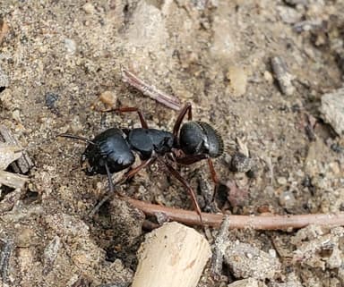 Camponotus modoc photo 72
