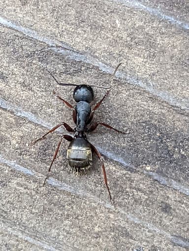 Camponotus modoc photo 74