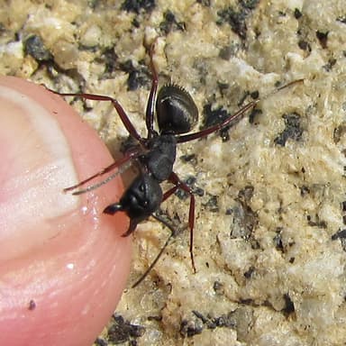 Camponotus modoc photo 79