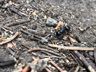 Camponotus modoc photo 82