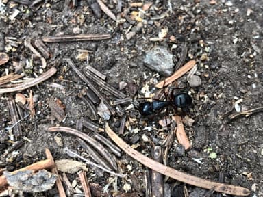 Camponotus modoc photo 83