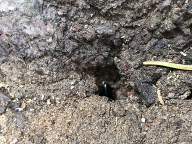 Camponotus modoc photo 85