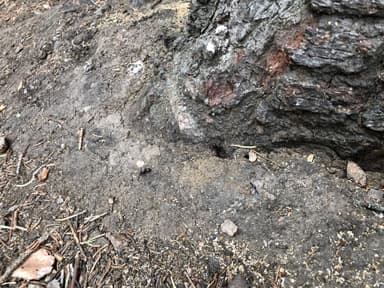 Camponotus modoc photo 86
