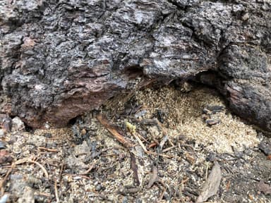 Camponotus modoc photo 87