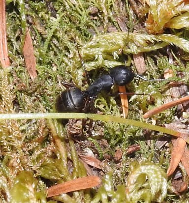 Camponotus modoc photo 88