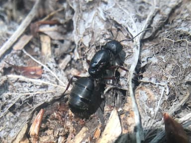 Camponotus modoc photo 89