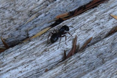 Camponotus modoc photo 90
