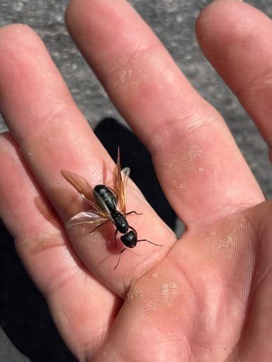Camponotus modoc photo 91
