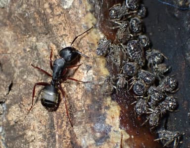 Camponotus modoc photo 93