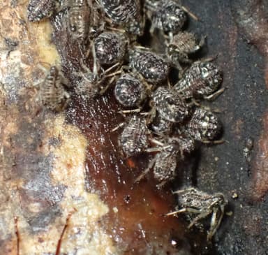 Camponotus modoc photo 94