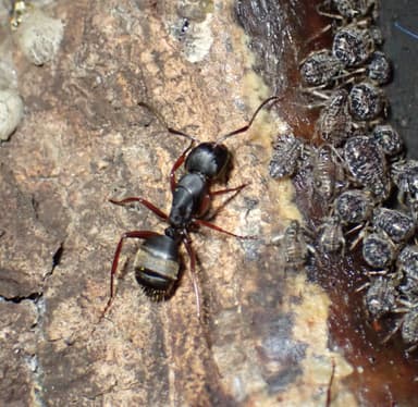 Camponotus modoc photo 95