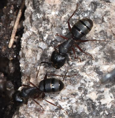 Camponotus modoc photo 96
