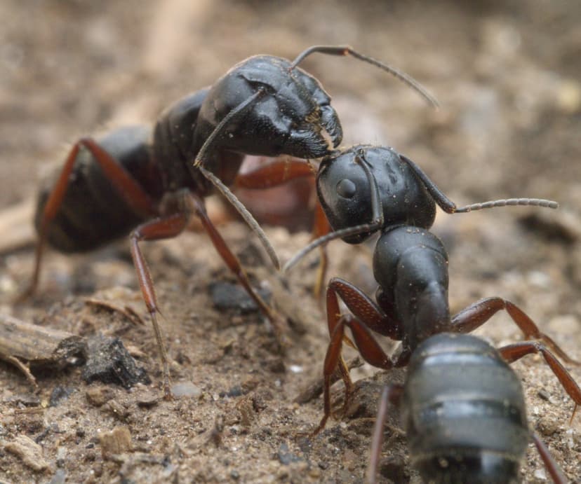 Camponotus modoc photo 1