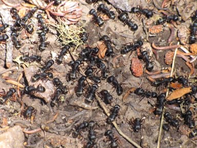 Camponotus modoc photo 2