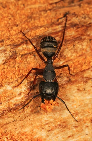 Camponotus modoc photo 6