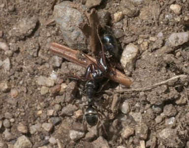 Camponotus modoc photo 7