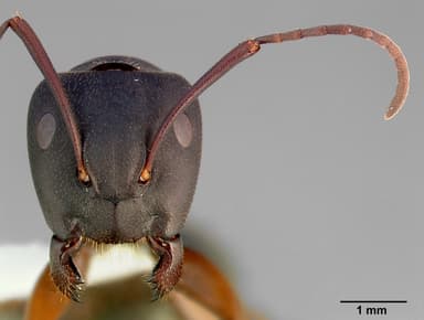 Camponotus modoc — queen photo 8