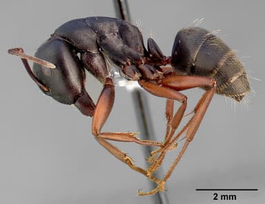 Camponotus modoc — queen photo 9