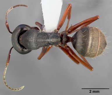 Camponotus modoc — queen photo 10
