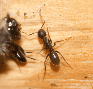 Camponotus nearcticus photo 57