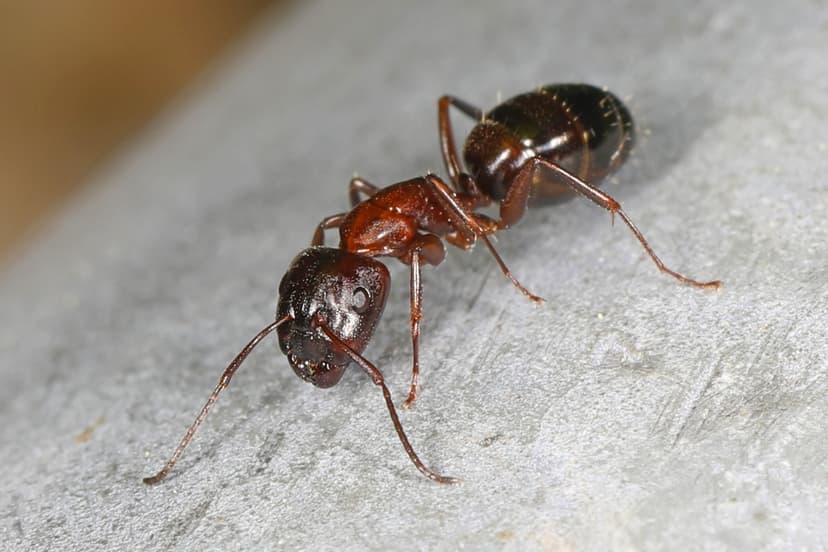 Camponotus nearcticus photo 1