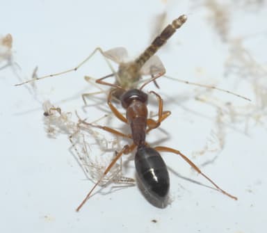 Camponotus nearcticus photo 2