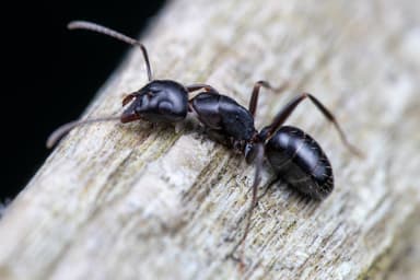 Camponotus nearcticus photo 7