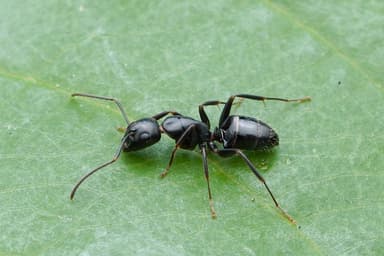 Camponotus nearcticus photo 10