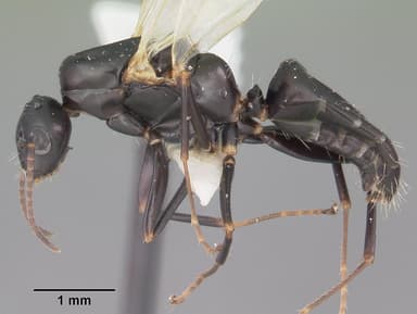 Camponotus nearcticus — queen photo 15
