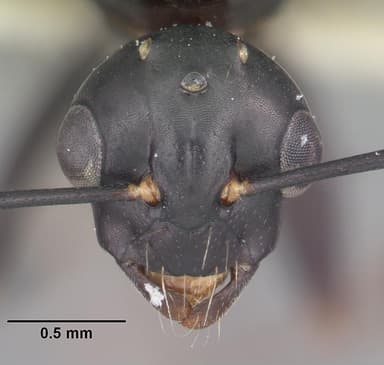 Camponotus nearcticus — queen photo 19