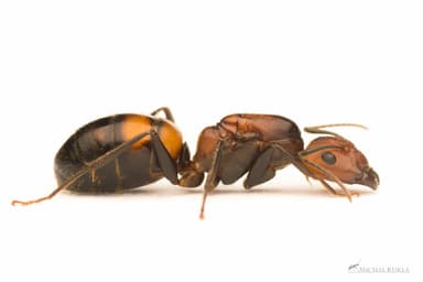 Camponotus nicobarensis photo 52