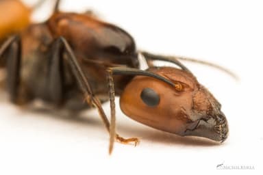 Camponotus nicobarensis photo 53
